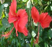 Hibiscus